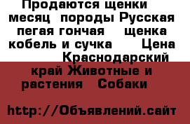 Продаются щенки (1 месяц) породы Русская пегая гончая; 2 щенка кобель и сучка.,  › Цена ­ 5 000 - Краснодарский край Животные и растения » Собаки   
